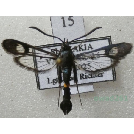 Synanthedon soffneri Špatenka, 1983 Slovakia15